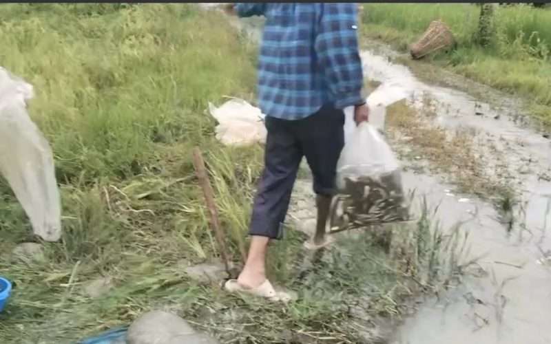 प्यूठान खैरामा माछा पोखरी फुट्दा ६ लाखको माछा बग्यो