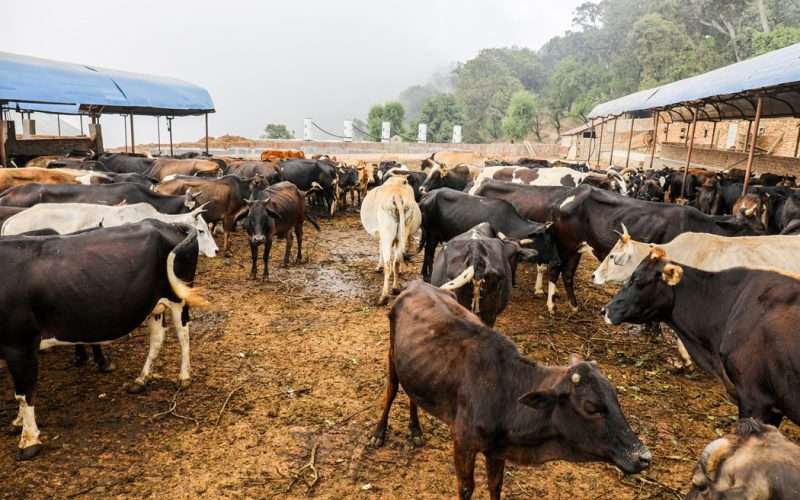 आज गाई र गोबर्धन पुजा गरिदै