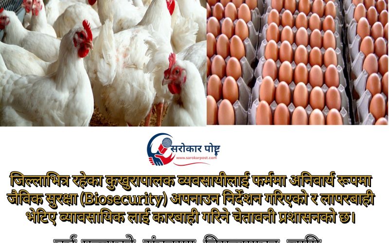 प्यूठानमा कुखुरा–अण्डा आयातमा कडाइ : बर्ड फ्लु जोखिमका कारण १५ दिन आयातमा रोक